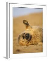 Grey Seal Pup 'Waving' Paw, England, UK-Niall Benvie-Framed Photographic Print