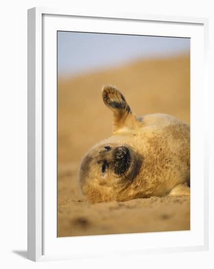 Grey Seal Pup 'Waving' Paw, England, UK-Niall Benvie-Framed Photographic Print