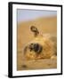 Grey Seal Pup 'Waving' Paw, England, UK-Niall Benvie-Framed Photographic Print