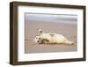 Grey seal pup with flippers out-stretched, UK-Michael Hutchinson-Framed Photographic Print