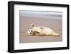 Grey seal pup with flippers out-stretched, UK-Michael Hutchinson-Framed Photographic Print