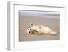 Grey seal pup with flippers out-stretched, UK-Michael Hutchinson-Framed Photographic Print