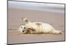 Grey seal pup with flippers out-stretched, UK-Michael Hutchinson-Mounted Photographic Print