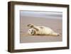 Grey seal pup with flippers out-stretched, UK-Michael Hutchinson-Framed Photographic Print