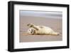 Grey seal pup with flippers out-stretched, UK-Michael Hutchinson-Framed Photographic Print