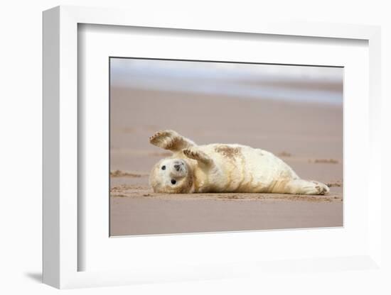 Grey seal pup with flippers out-stretched, UK-Michael Hutchinson-Framed Photographic Print