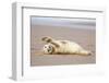 Grey seal pup with flippers out-stretched, UK-Michael Hutchinson-Framed Photographic Print