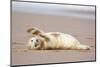 Grey seal pup with flippers out-stretched, UK-Michael Hutchinson-Mounted Photographic Print