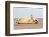 Grey seal pup yawning, UK-Michael Hutchinson-Framed Photographic Print