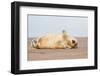 Grey seal pup yawning, UK-Michael Hutchinson-Framed Photographic Print