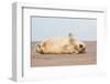 Grey seal pup yawning, UK-Michael Hutchinson-Framed Photographic Print