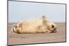 Grey seal pup yawning, UK-Michael Hutchinson-Mounted Photographic Print