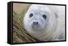 Grey Seal Pup-null-Framed Stretched Canvas