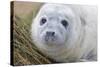 Grey Seal Pup-null-Stretched Canvas