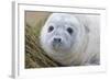 Grey Seal Pup-null-Framed Photographic Print