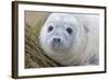 Grey Seal Pup-null-Framed Photographic Print