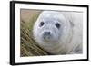 Grey Seal Pup-null-Framed Photographic Print