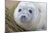 Grey Seal Pup-null-Mounted Photographic Print