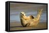 Grey Seal Resting on Beach Stretching it's Body-null-Framed Stretched Canvas