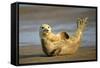 Grey Seal Resting on Beach Stretching it's Body-null-Framed Stretched Canvas