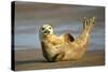Grey Seal Resting on Beach Stretching it's Body-null-Stretched Canvas