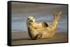 Grey Seal Resting on Beach Stretching it's Body-null-Framed Stretched Canvas