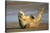 Grey Seal Resting on Beach Stretching it's Body-null-Stretched Canvas