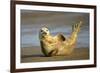 Grey Seal Resting on Beach Stretching it's Body-null-Framed Photographic Print