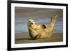 Grey Seal Resting on Beach Stretching it's Body-null-Framed Photographic Print
