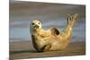 Grey Seal Resting on Beach Stretching it's Body-null-Mounted Photographic Print