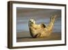 Grey Seal Resting on Beach Stretching it's Body-null-Framed Photographic Print