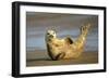 Grey Seal Resting on Beach Stretching it's Body-null-Framed Photographic Print