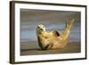 Grey Seal Resting on Beach Stretching it's Body-null-Framed Photographic Print