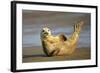 Grey Seal Resting on Beach Stretching it's Body-null-Framed Photographic Print