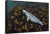 Grey seal swimming over a forest of Cuvie kelp, Scotland-Alex Mustard-Framed Stretched Canvas