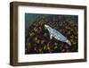 Grey seal swimming over a forest of Cuvie kelp, Scotland-Alex Mustard-Framed Photographic Print