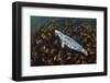 Grey seal swimming over a forest of Cuvie kelp, Scotland-Alex Mustard-Framed Photographic Print