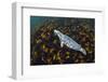 Grey seal swimming over a forest of Cuvie kelp, Scotland-Alex Mustard-Framed Photographic Print