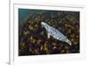 Grey seal swimming over a forest of Cuvie kelp, Scotland-Alex Mustard-Framed Photographic Print