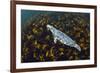 Grey seal swimming over a forest of Cuvie kelp, Scotland-Alex Mustard-Framed Photographic Print