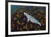 Grey seal swimming over a forest of Cuvie kelp, Scotland-Alex Mustard-Framed Photographic Print