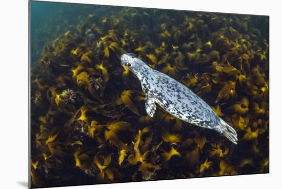 Grey seal swimming over a forest of Cuvie kelp, Scotland-Alex Mustard-Mounted Photographic Print