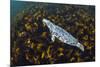 Grey seal swimming over a forest of Cuvie kelp, Scotland-Alex Mustard-Mounted Photographic Print