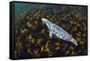 Grey seal swimming over a forest of Cuvie kelp, Scotland-Alex Mustard-Framed Stretched Canvas