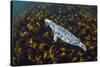 Grey seal swimming over a forest of Cuvie kelp, Scotland-Alex Mustard-Stretched Canvas