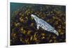 Grey seal swimming over a forest of Cuvie kelp, Scotland-Alex Mustard-Framed Photographic Print