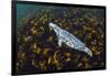 Grey seal swimming over a forest of Cuvie kelp, Scotland-Alex Mustard-Framed Photographic Print