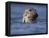 Grey Seal Watching from Water-Niall Benvie-Framed Stretched Canvas