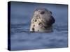 Grey Seal Watching from Water-Niall Benvie-Stretched Canvas