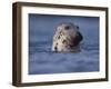 Grey Seal Watching from Water-Niall Benvie-Framed Photographic Print